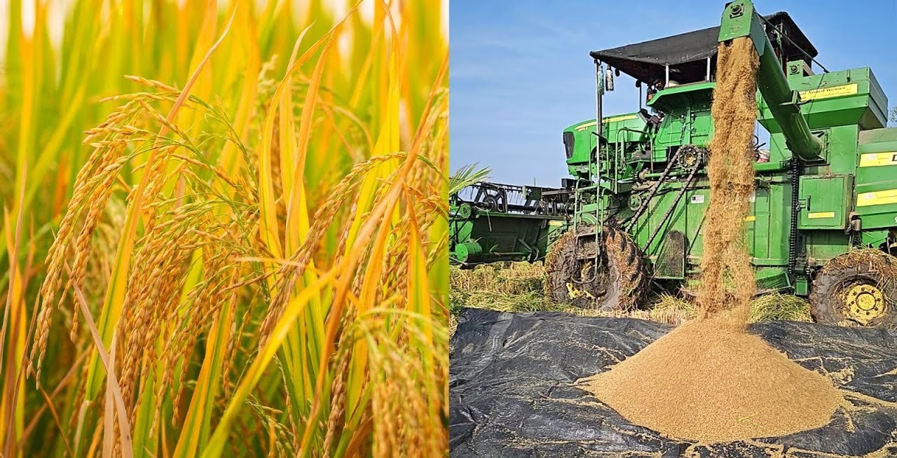 Harvesting